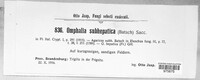Image of Omphalina subhepatica